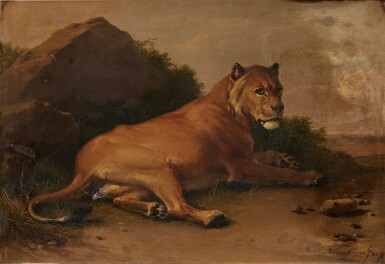 Lioness