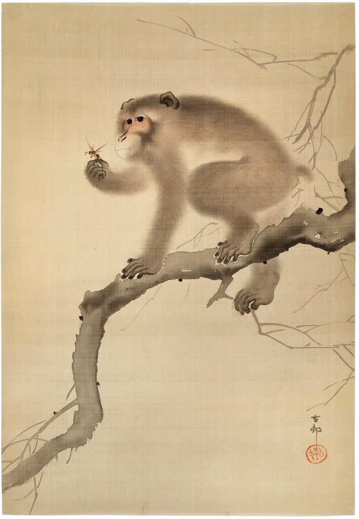 Monkey playing with a wasp
