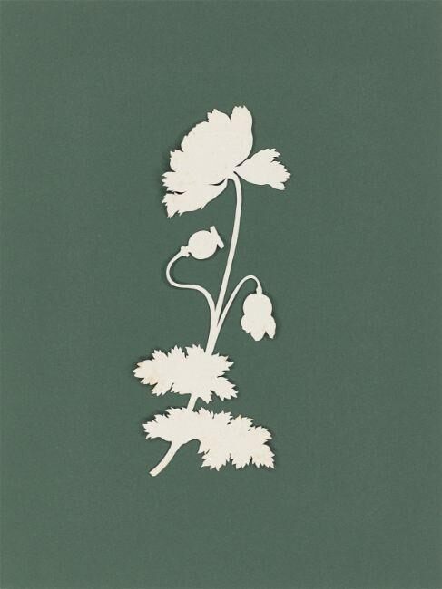 ”Mohnblume”