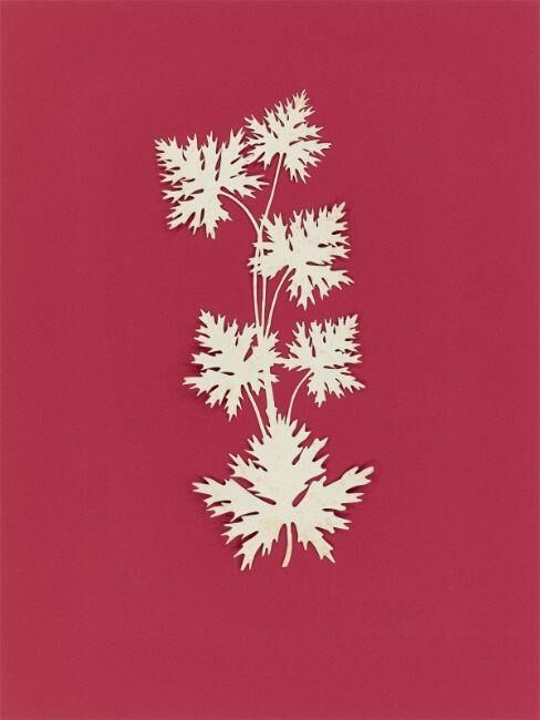 ”Ahornblätter (?)”