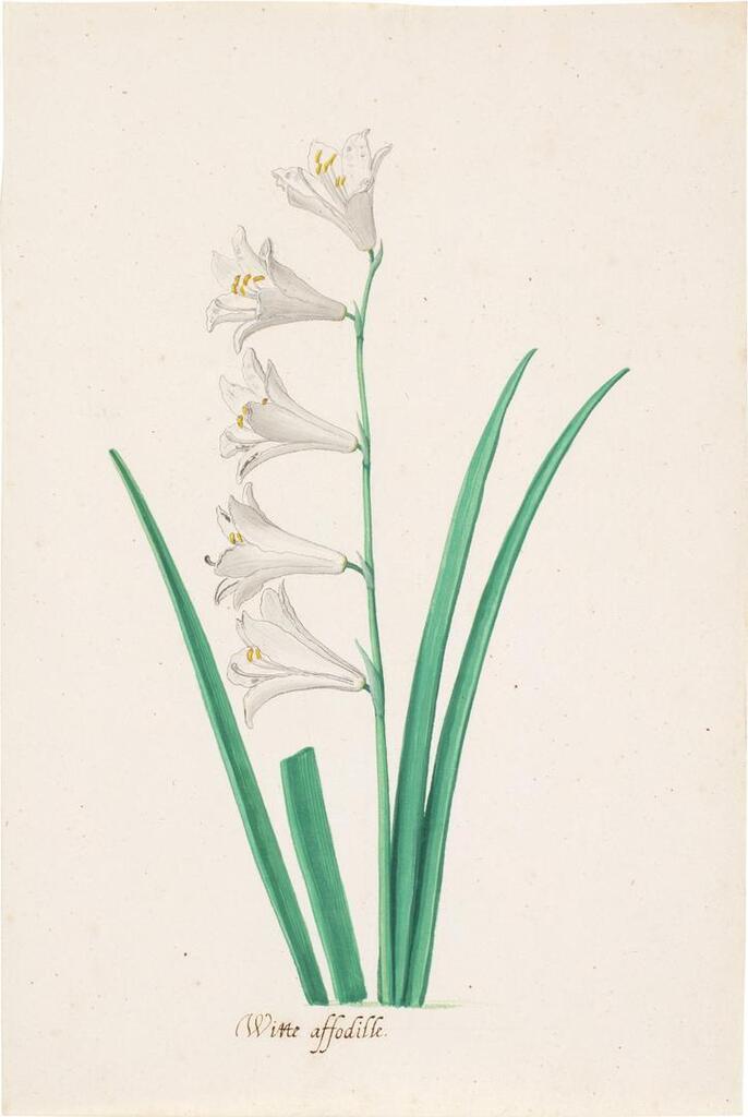 A White Daffodil