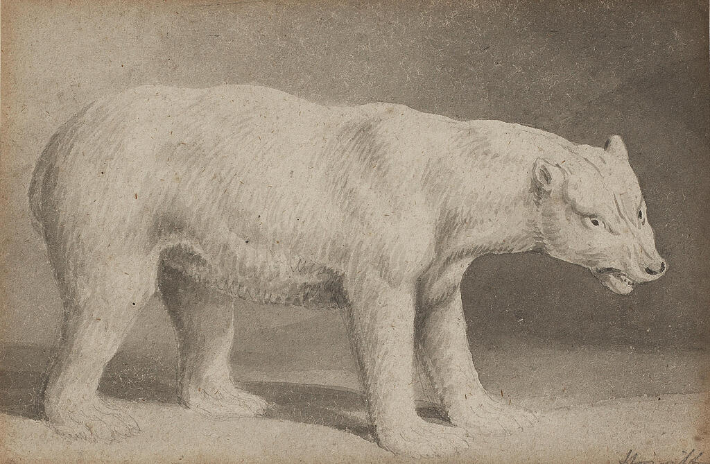 A polar bear