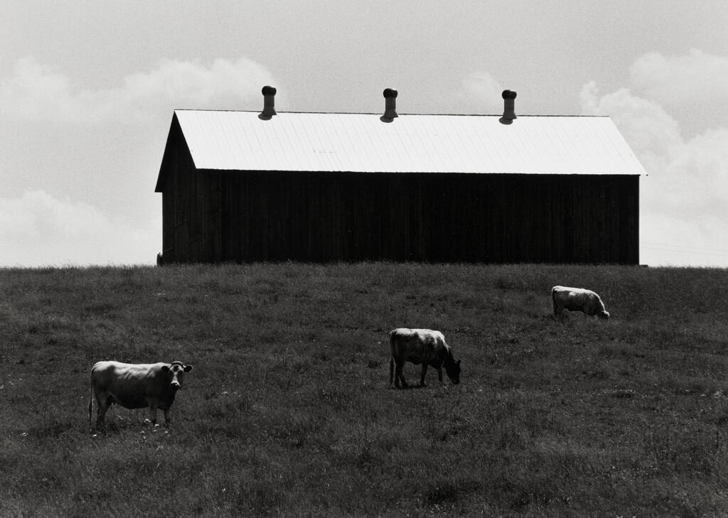 Cows in Pasture