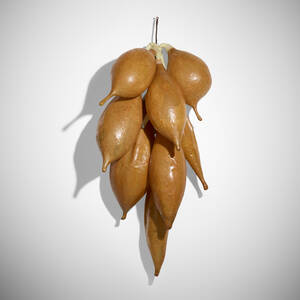 Waxen Orange Pods