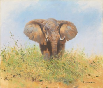 Little Jumbo