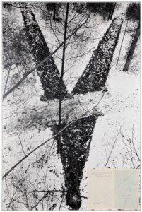 A Trace in the Wood in the Form of an Angle of 30° - Crossing the Path