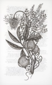 Coccoloba Diversifolia