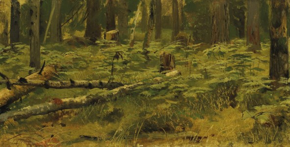 Forest clearing