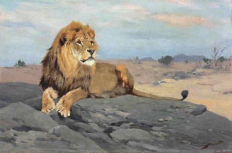 Lion resting