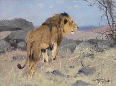 A Lion
