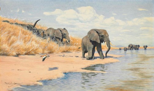 Elephants on the river bank