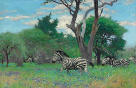 Zebra on the plains of Africa