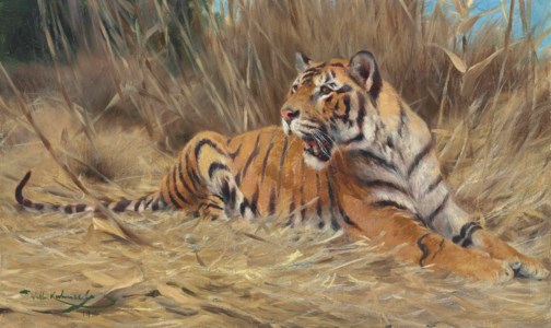 A Tiger
