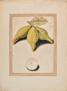 Trois cédrats limonés (Citrus limonimedica) attachés à une branche et un coupé