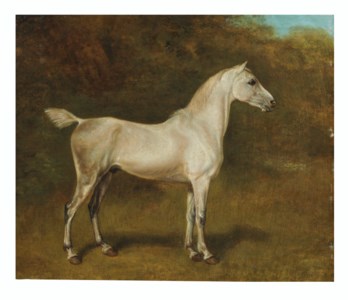 An Arab stallion in a field