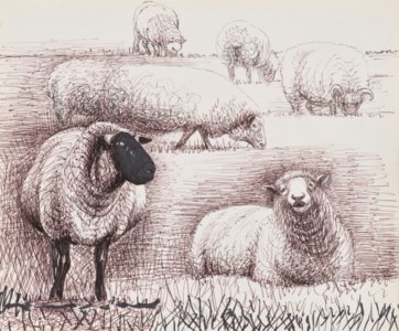 Field of Sheep