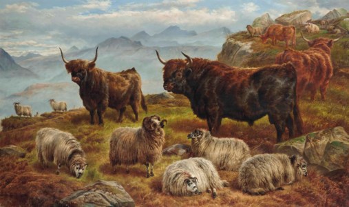 Highland cattle and sheep grazing