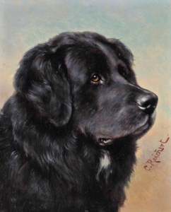 A Newfoundland; and A Setter