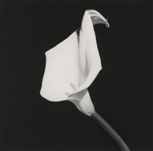 Calla Lily