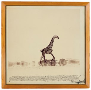 Running Giraffe, 1960