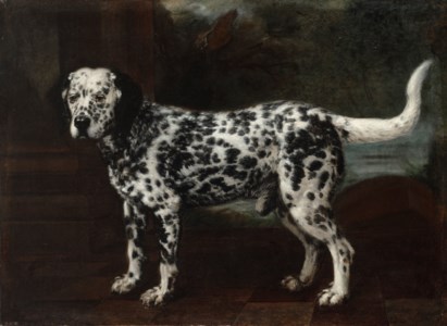 Portrait of a dalmatian in a courtyard