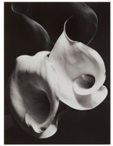 Two Callas, c. 1929
