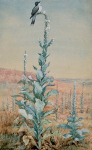 A Bird Perched Upon a Wild Mullein