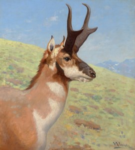 Pronghorn