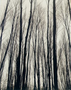 Trees, c. 1937