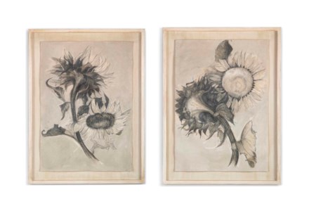 Sunflower studies