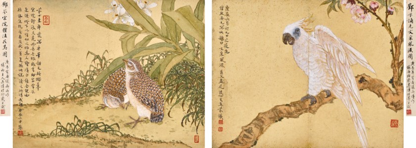 Parrot / Quail