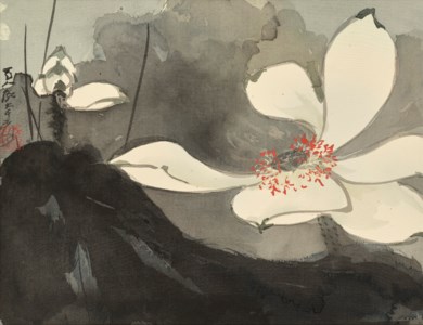White Lotus Blossoms