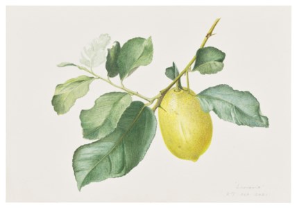 'Lunario' Lemon