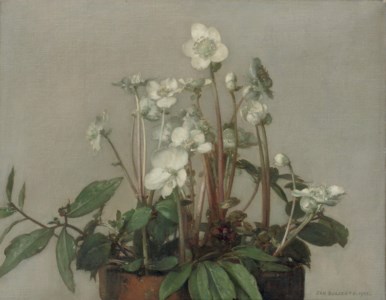 Christmas roses