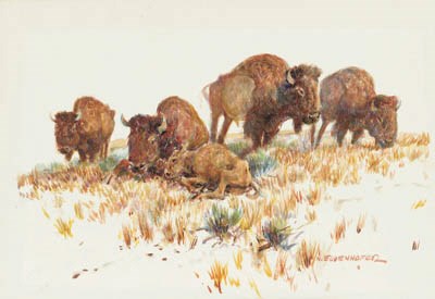 Buffalo