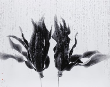 Magnolia – Shakespeare