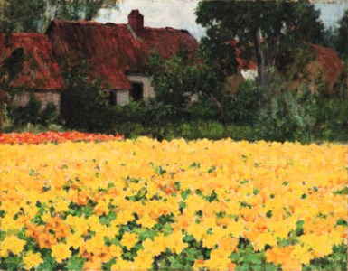 Yellow Nasturtiums