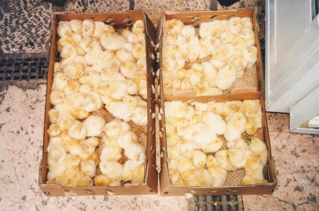 Sissan (Chicks)