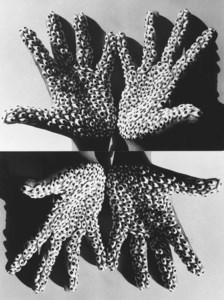 Sea Creature