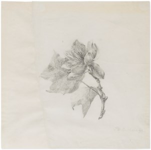 Apple blossom with two leafs
