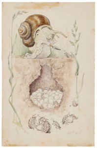 A Snail guarding their Nest