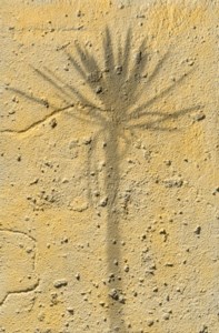 Palm tree (Shadow Series)