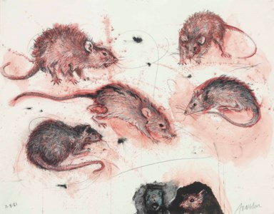 Rat Study