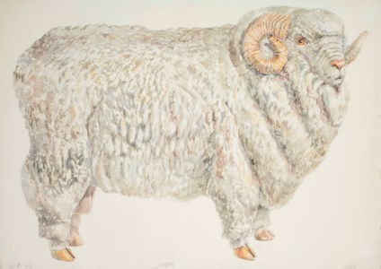 Ram (P.K. Study)