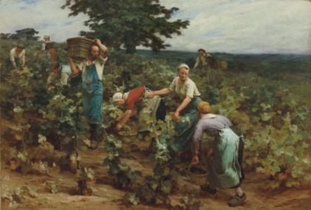 La vendange à Mont-Saint-Père