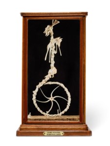 Remedios Varo, Homo Rodans
