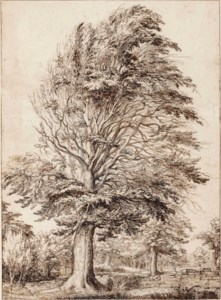 A large beech, partly in leaf