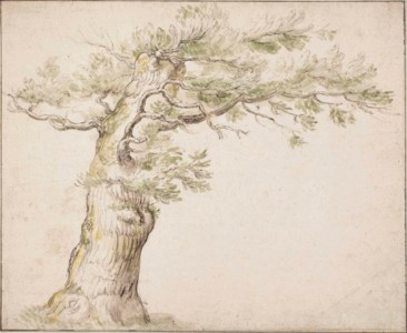 An old tree