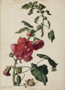A hollyhock ( Alcea rosea )