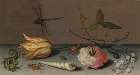 A tulip, a carnation, spray of forget-me-nots, with a shell, a lizard and a grasshopper, on a ledge, a dragonfly in flight